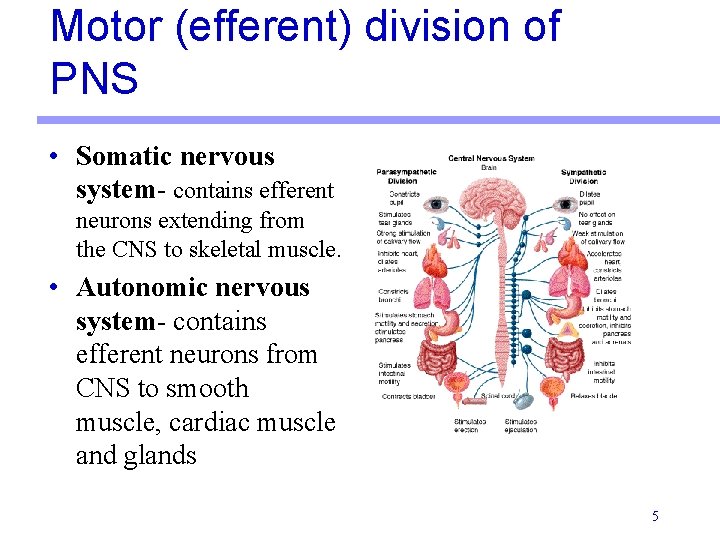 Motor (efferent) division of PNS • Somatic nervous system- contains efferent neurons extending from