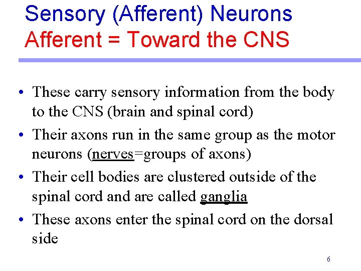Sensory (Afferent) Neurons Afferent = Toward the CNS • These carry sensory information from