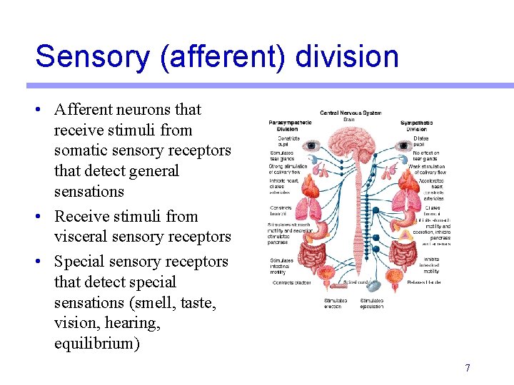 Sensory (afferent) division • Afferent neurons that receive stimuli from somatic sensory receptors that