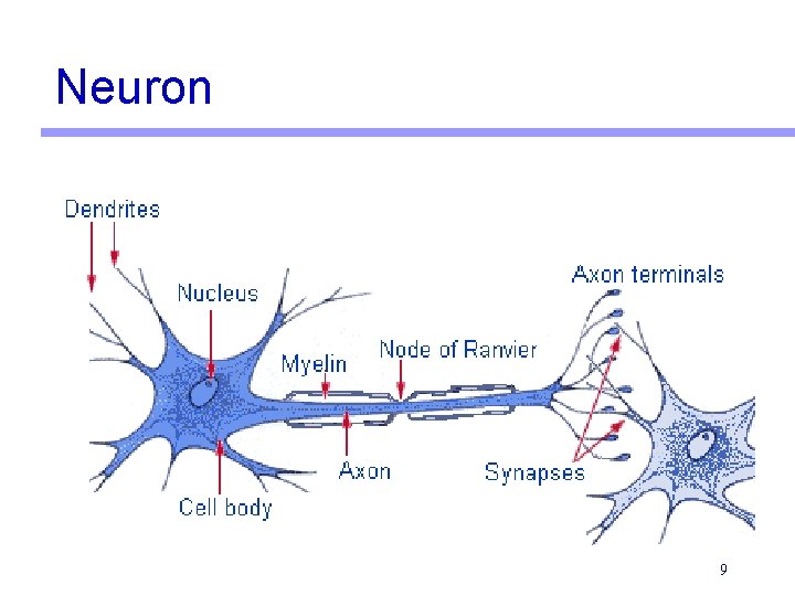 Neuron 9 