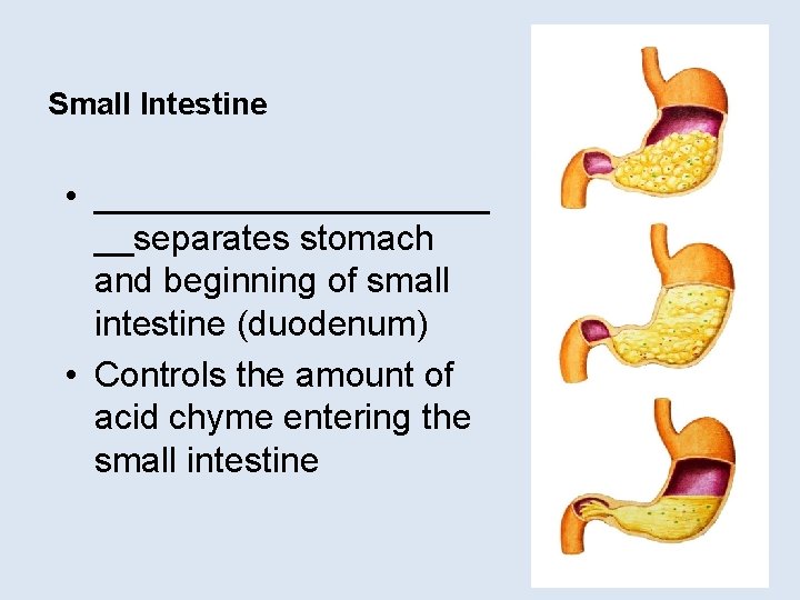 Small Intestine • __________ __separates stomach and beginning of small intestine (duodenum) • Controls