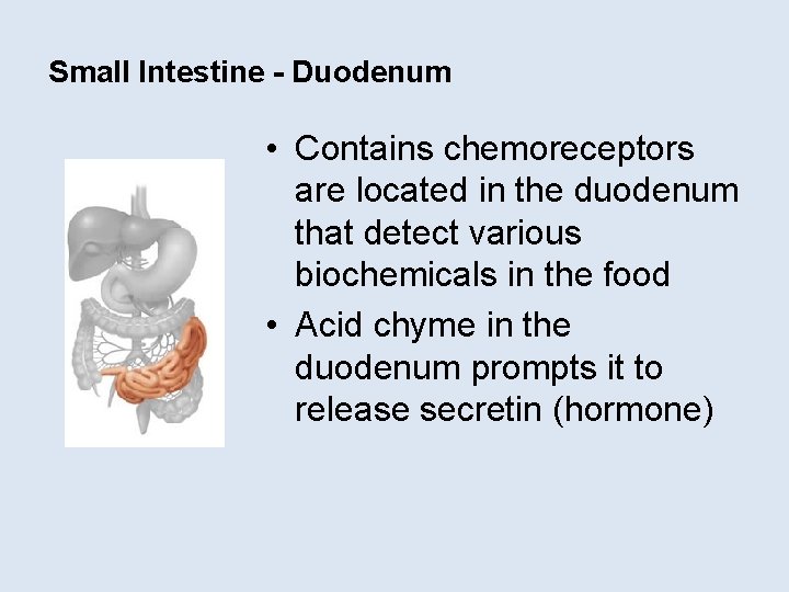 Small Intestine - Duodenum • Contains chemoreceptors are located in the duodenum that detect