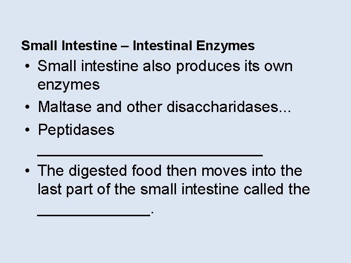 Small Intestine – Intestinal Enzymes • Small intestine also produces its own enzymes •