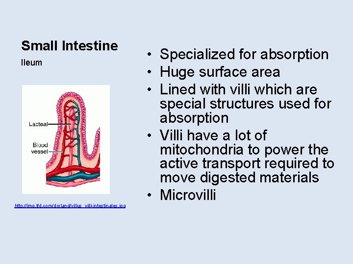 Small Intestine Ileum http: //img. tfd. com/dorland/villus_villi-intestinales. jpg • Specialized for absorption • Huge