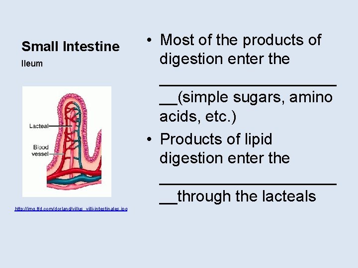 Small Intestine Ileum http: //img. tfd. com/dorland/villus_villi-intestinales. jpg • Most of the products of