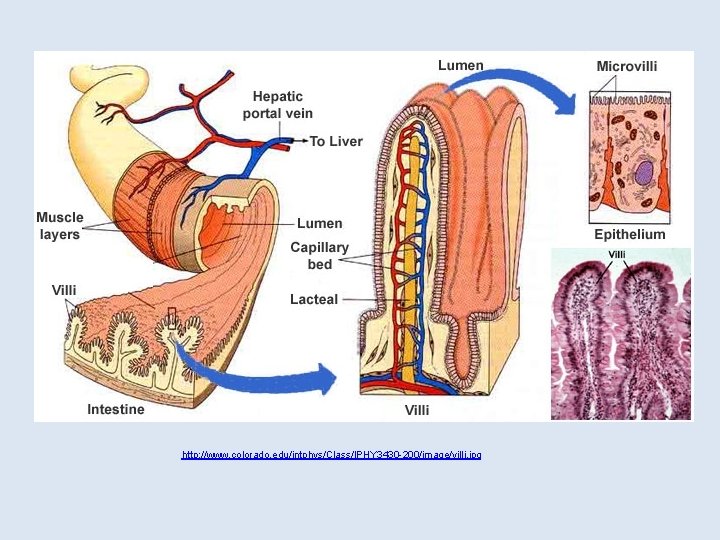 http: //www. colorado. edu/intphys/Class/IPHY 3430 -200/image/villi. jpg 
