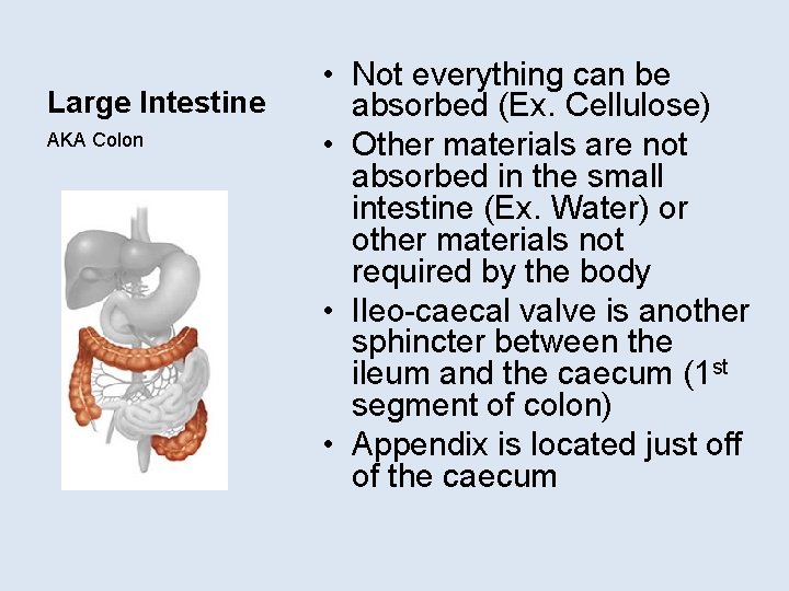 Large Intestine AKA Colon • Not everything can be absorbed (Ex. Cellulose) • Other