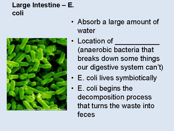 Large Intestine – E. coli • Absorb a large amount of water • Location
