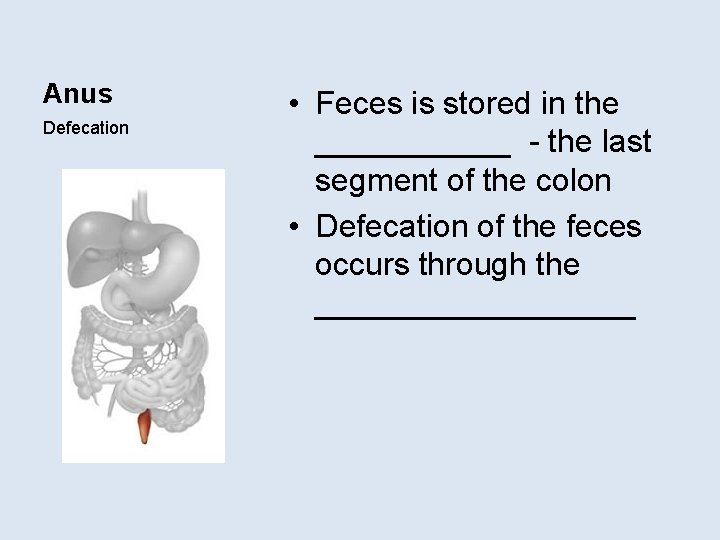 Anus Defecation • Feces is stored in the ______ - the last segment of