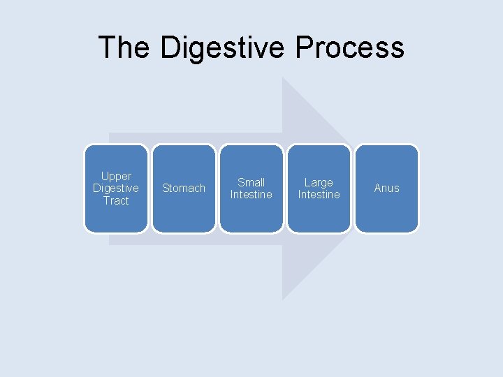 The Digestive Process Upper Digestive Tract Stomach Small Intestine Large Intestine Anus 