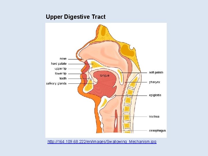 Upper Digestive Tract http: //164. 109. 68. 222/en/images/Swallowing_Mechanism. jpg 
