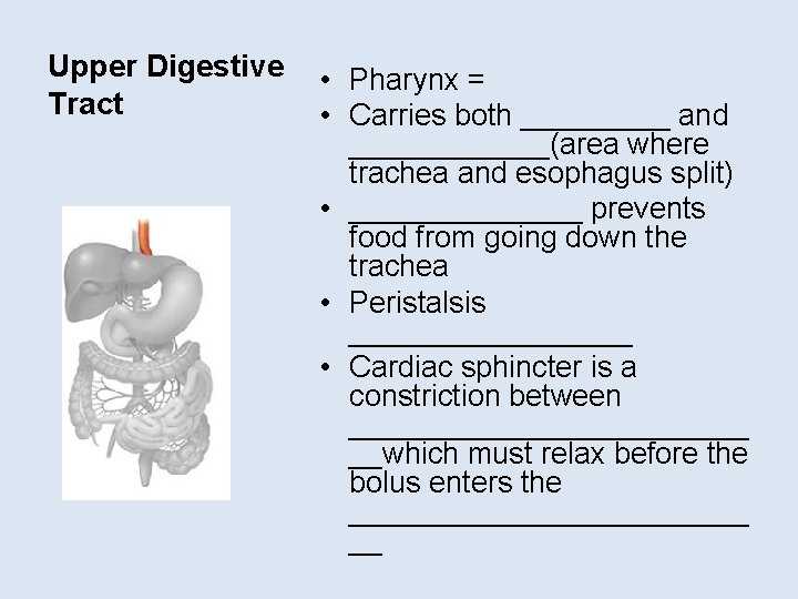 Upper Digestive Tract • Pharynx = • Carries both _____ and ______(area where trachea