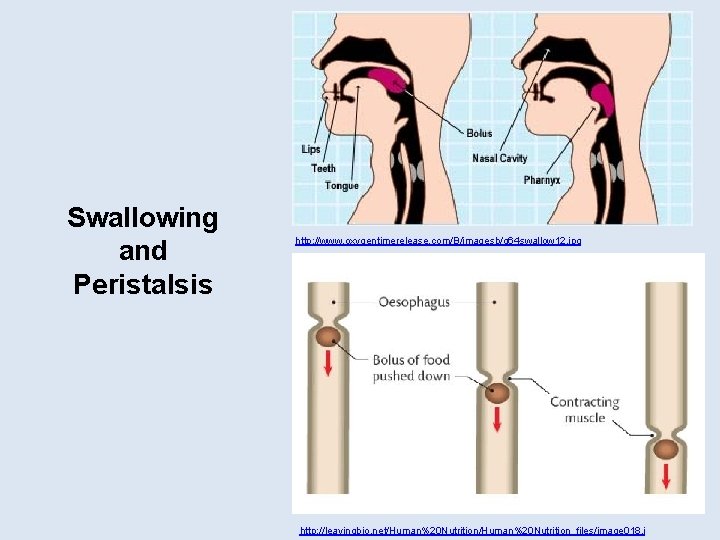 Swallowing and Peristalsis http: //www. oxygentimerelease. com/B/imagesb/q 64 swallow 12. jpg http: //leavingbio. net/Human%20
