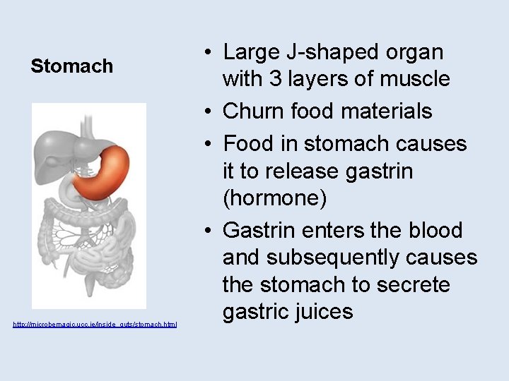 Stomach http: //microbemagic. ucc. ie/inside_guts/stomach. html • Large J-shaped organ with 3 layers of