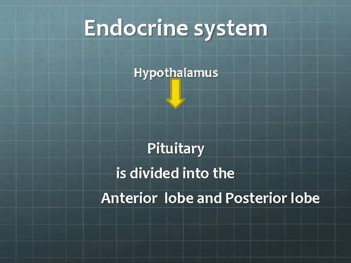 Endocrine system Hypothalamus Pituitary is divided into the Anterior lobe and Posterior lobe 