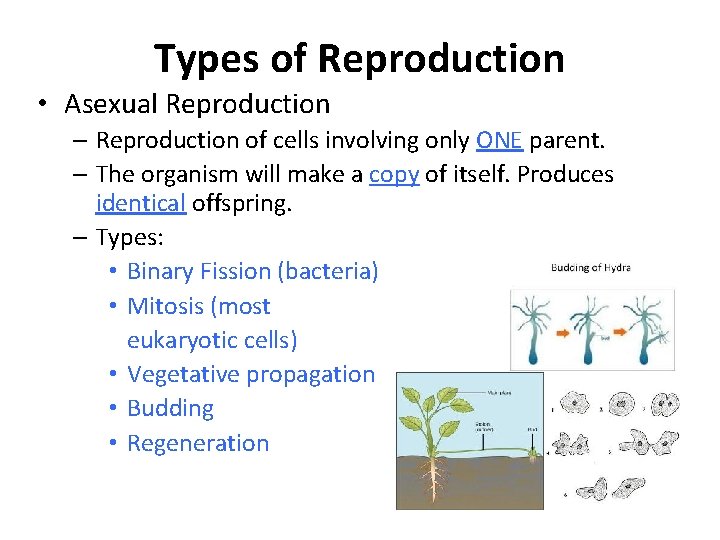 Types of Reproduction • Asexual Reproduction – Reproduction of cells involving only ONE parent.
