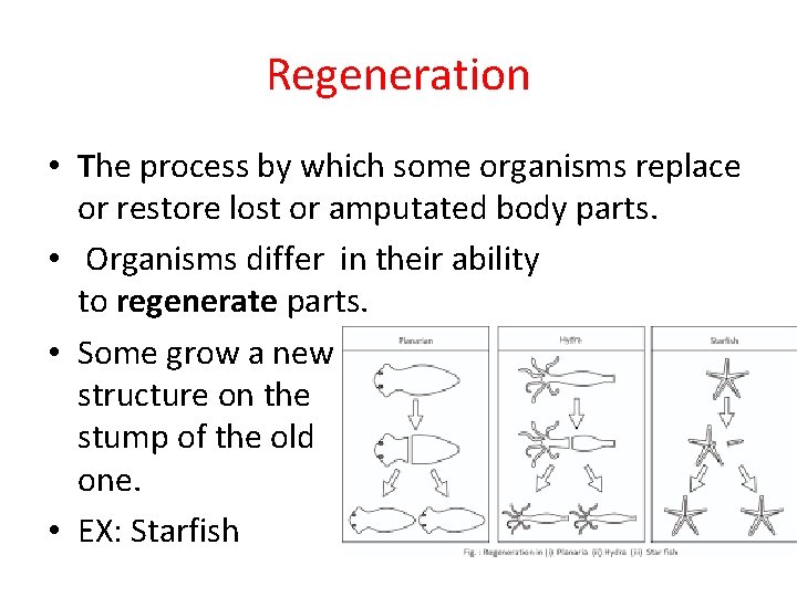 Regeneration • The process by which some organisms replace or restore lost or amputated