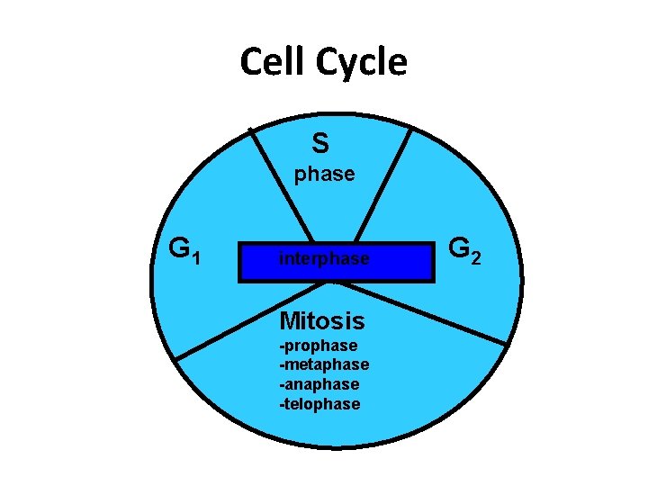 Cell Cycle S phase G 1 interphase Mitosis -prophase -metaphase -anaphase -telophase G 2