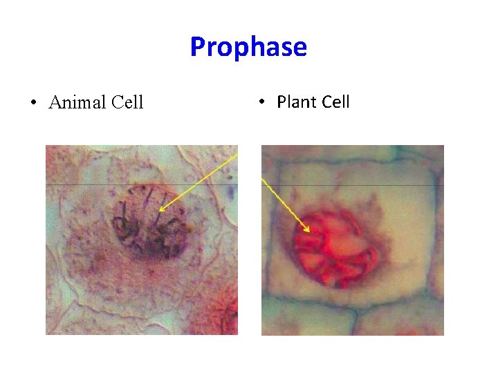 Prophase • Animal Cell • Plant Cell 