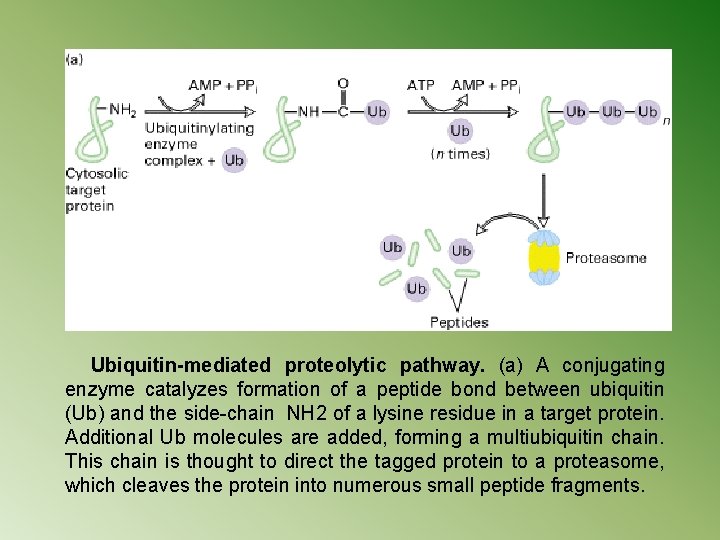 Ubiquitin-mediated proteolytic pathway. (a) A conjugating enzyme catalyzes formation of a peptide bond between