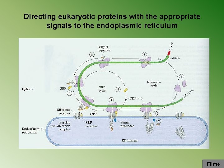 Directing eukaryotic proteins with the appropriate signals to the endoplasmic reticulum Filme 