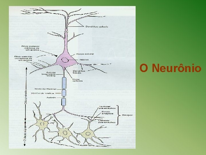 O Neurônio 