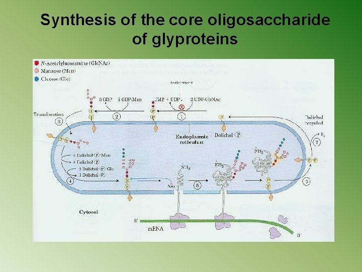 Synthesis of the core oligosaccharide of glyproteins 