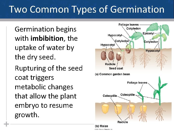 Two Common Types of Germination begins with imbibition, the uptake of water by the