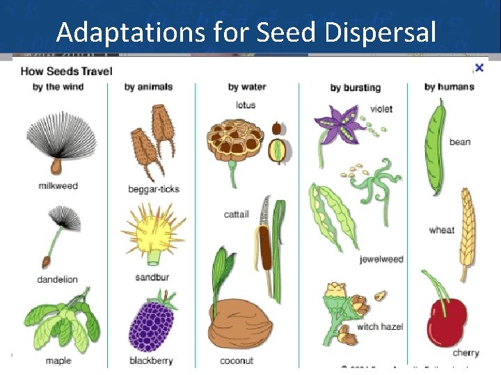 Adaptations for Seed Dispersal A seed consists of a dormant plant embryo, surrounded by