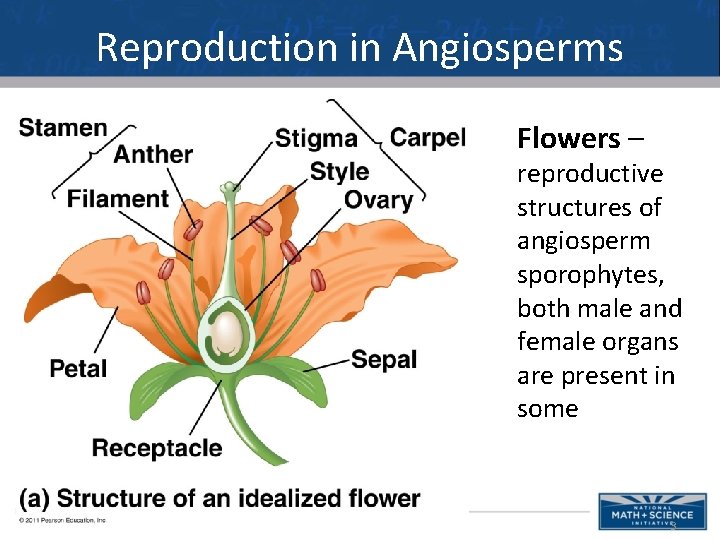 Reproduction in Angiosperms Flowers – reproductive structures of angiosperm sporophytes, both male and female