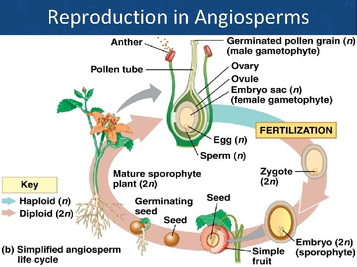 Reproduction in Angiosperms Flowers – reproductive structures of angiosperm sporophytes, both male and female