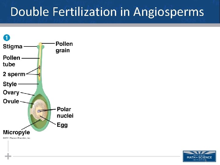 Double Fertilization in Angiosperms 5 