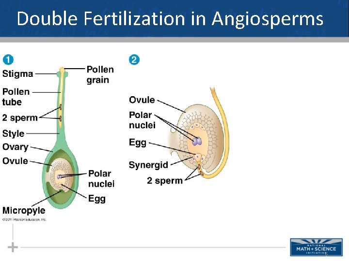 Double Fertilization in Angiosperms 6 