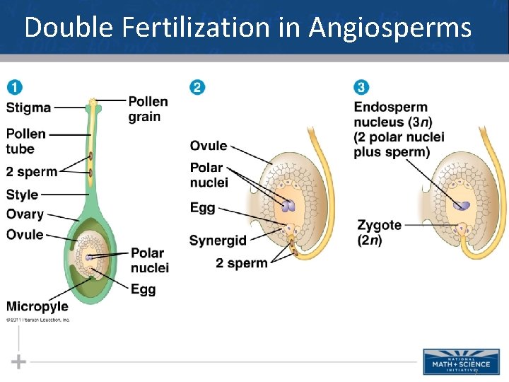 Double Fertilization in Angiosperms 7 