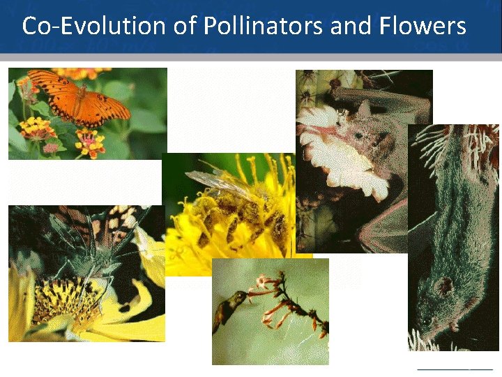 Co-Evolution of Pollinators and Flowers 8 