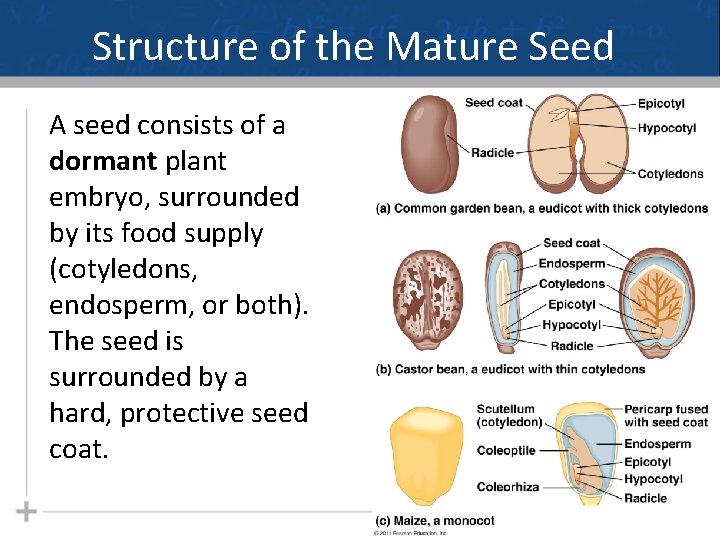 Structure of the Mature Seed A seed consists of a dormant plant embryo, surrounded
