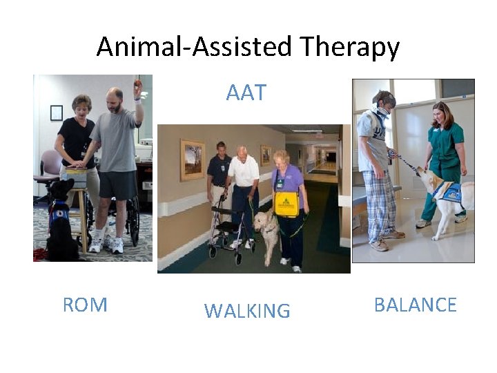 Animal-Assisted Therapy AAT ROM WALKING BALANCE 