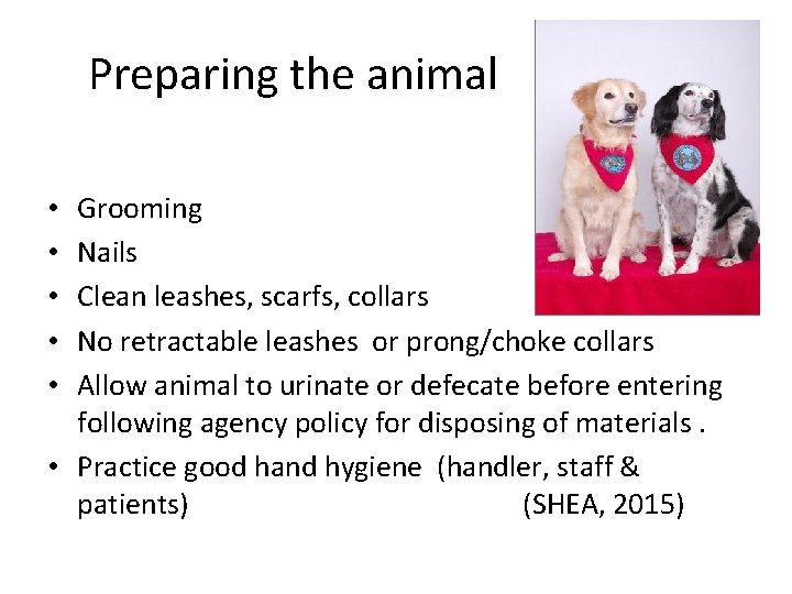 Preparing the animal Grooming Nails Clean leashes, scarfs, collars No retractable leashes or prong/choke