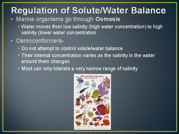 Regulation of Solute/Water Balance • Marine organisms go through Osmosis • Water moves from