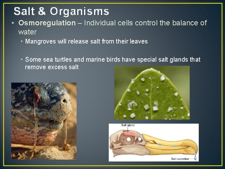 Salt & Organisms • Osmoregulation – Individual cells control the balance of water •