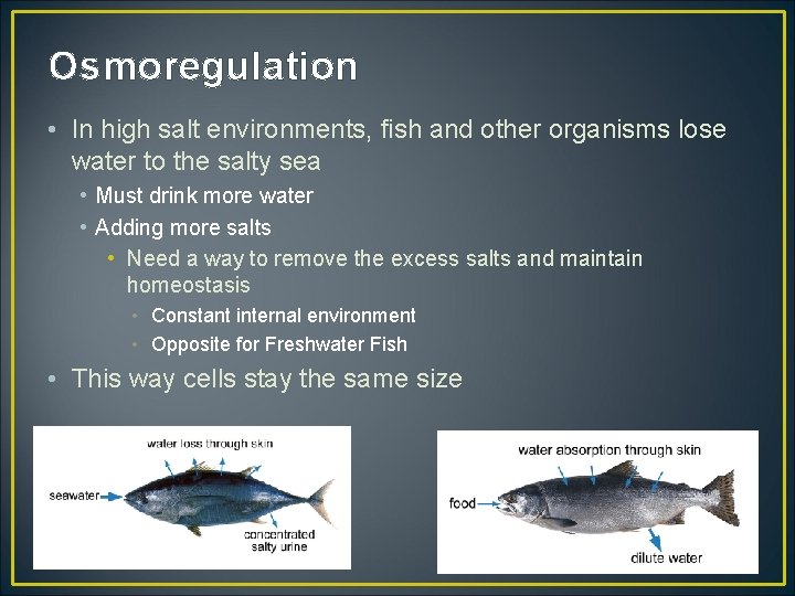 Osmoregulation • In high salt environments, fish and other organisms lose water to the
