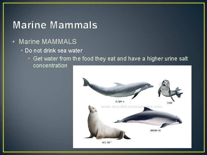 Marine Mammals • Marine MAMMALS • Do not drink sea water • Get water
