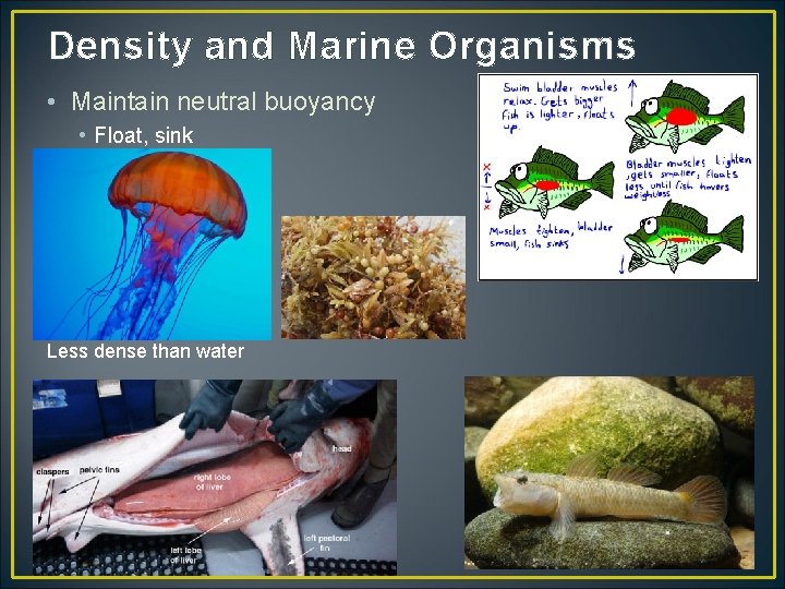 Density and Marine Organisms • Maintain neutral buoyancy • Float, sink Less dense than
