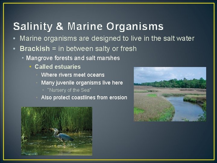 Salinity & Marine Organisms • Marine organisms are designed to live in the salt