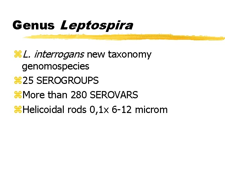 Genus Leptospira z. L. interrogans new taxonomy genomospecies z 25 SEROGROUPS z. More than