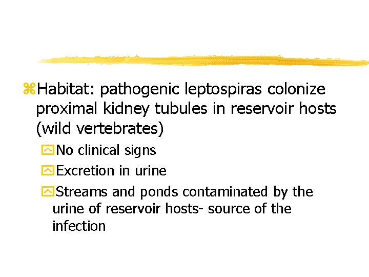 z. Habitat: pathogenic leptospiras colonize proximal kidney tubules in reservoir hosts (wild vertebrates) y.