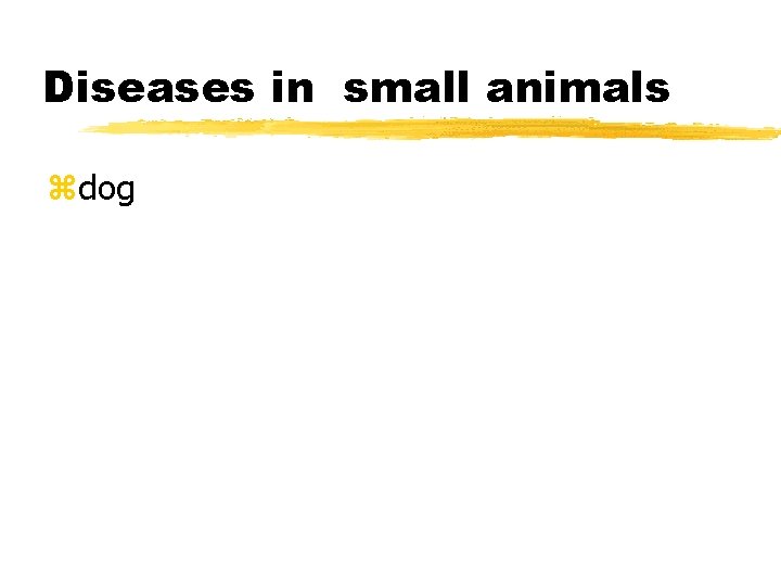 Diseases in small animals zdog 