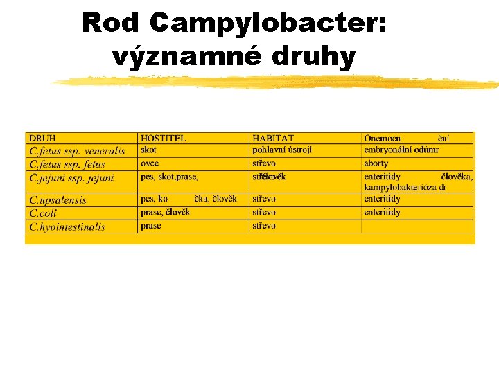 Rod Campylobacter: významné druhy 