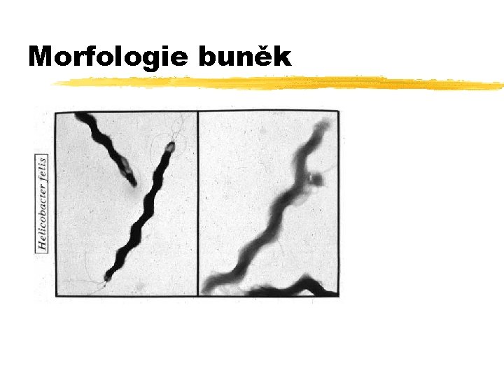 Morfologie buněk 