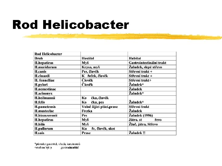 Rod Helicobacter 